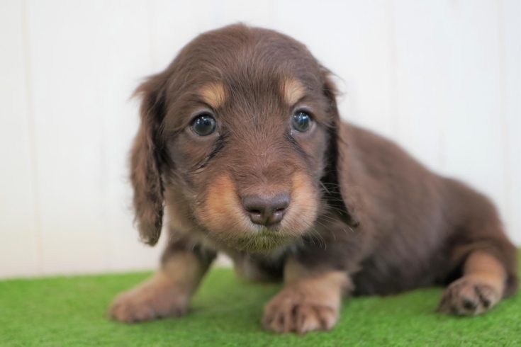 「ミニチュアダックス子犬情報」