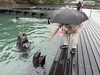 クジラの餌やりは貴重な体験「くじら博物館＆くじらショーで「海の世界」を体感しました」