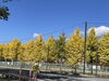 温かな気候と澄み切った青空　秋「諏訪の紅葉」