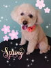 「可愛い子ちゃん♡Dog salon mofu mofu余市町」