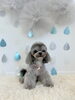 ルナちゃん「わんこと梅雨☔️」