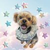 「Dog salon mofu mofu　余市町」
