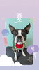 「Dog salon mofu mofu　余市町」