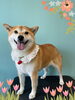 「Dog salon mofu mofu 余市町」