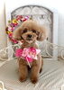 ショコラちゃん「わんこと秋桜　🐾」