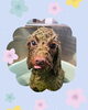 「Dog salon mofu mofu 余市町」