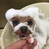 ぺろがぺろぺろ〜「今日のパックちゃん　（≧∇≦）」