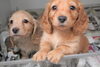 「ミニチュアダックス子犬情報」