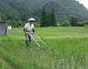 この時期の田仕事の一つ「今日6月21日（日）から二十四節気10番目の「夏至」に入ります。「夏至」の期間は、次の節気「小暑」の前日7月6日（月）までの期間をいいます。」