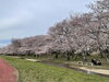 宮川堤公園「宮川堤公園　桜開花状況🌸」
