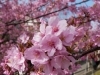 「【編集部ニュース】淀の河津桜が満開です♪　＠淀」