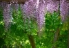 この時期あちこちで見られる藤の花「今日から二十四節気8番目の「小満」です。「小満」は次の節気「芒種」の前日6月４日まで期間を指します。」