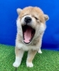 あくびをしている所ですが・・・かわいい(^▽^)「お渡しいたしました(^▽^)」