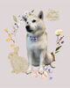 「Dog salon mofu mofu　余市町」