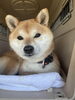「先日のモンモンイ🐶」