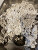「蕎麦殻粉たっぷり、新しい配合で探る“蕎麦の可能性”」