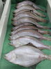 「📣本日のお魚情報🐟」