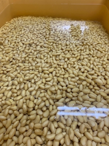 国産大豆を一晩水に浸す「手作り味噌」