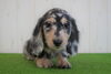 「ミニチュアダックス子犬情報」