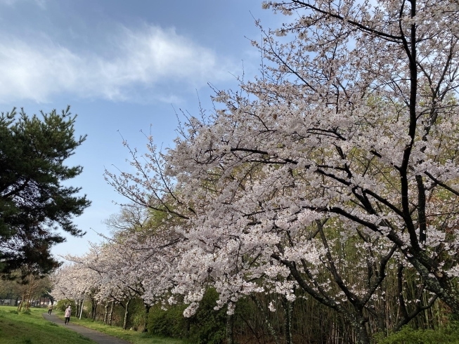 幼い頃から慣れ親しんだ鶴林寺の桜は心の原風景「鶴林寺桜情報　その3」
