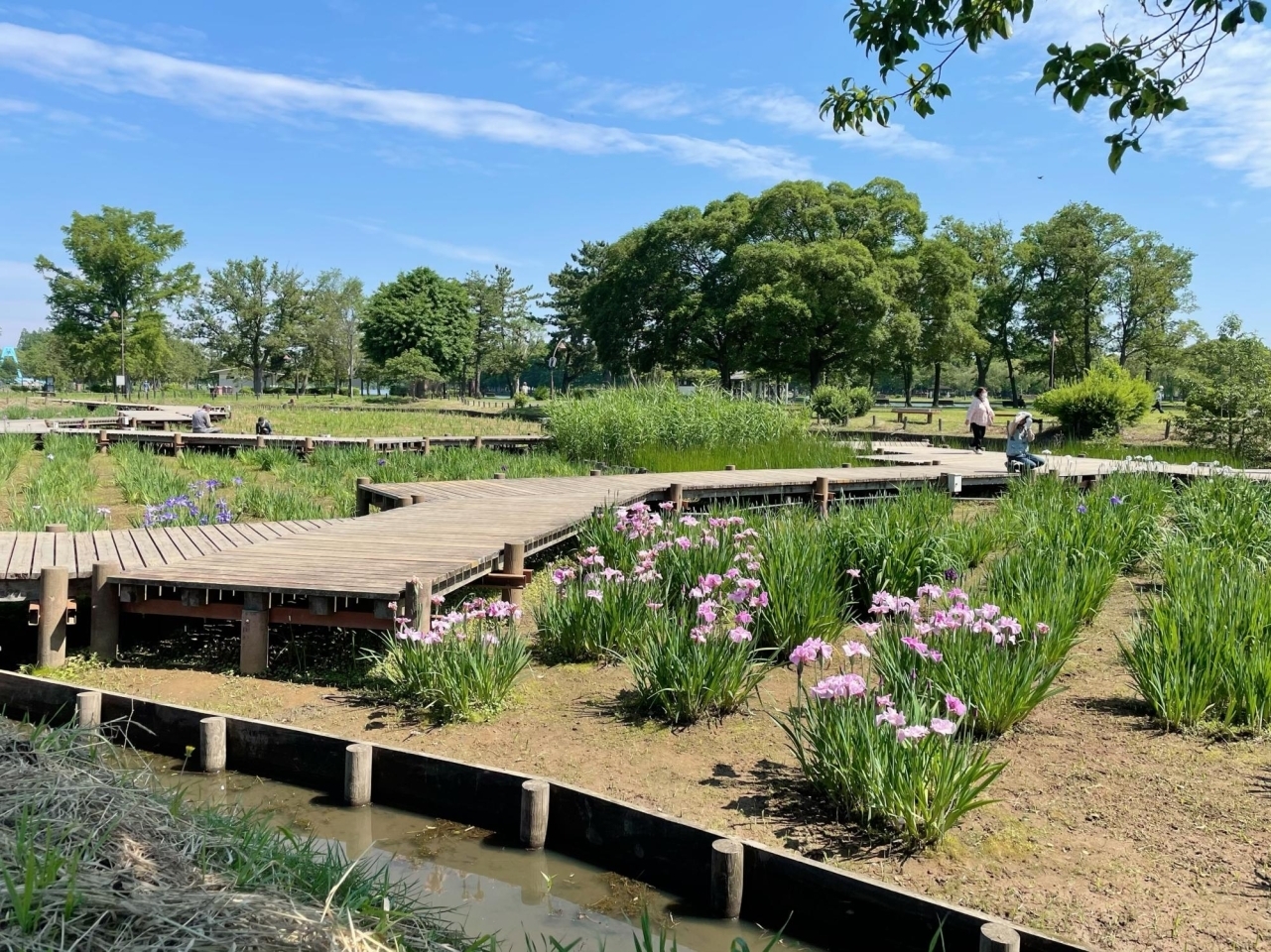 都内屈指の規模 都立水元公園 の花菖蒲 ハナショウブ は21年6月上中旬が見頃です 葛飾区のお知らせ まいぷれ 葛飾区