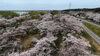 「⌘⌘⌘　水辺の楽校🌸桜　⌘⌘⌘」