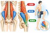 「腸腰筋」は腸骨筋と大腰筋が重なり合って出来ています。「「同側動作」と「大腰筋」の働きの関係について…。」