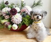 ＦｕＦｕ　フリルイエロー着用🐶「NEWわんこ服🐶🐶🐶」