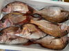 「本日鮮魚入荷致しました。[岩牡蠣は７月から販売致します。]」