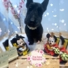 スコティッシュテリア　カット「🐶トイプードル、スコティッシュテリア、トリミングのお友達🌸」