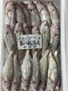 石持ち「本日鮮魚入荷致しました。」
