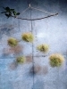 「2025 Smoke Tree arrangement Lesson」