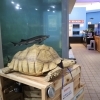 リクガメやコチョウザメもいます「 冬の週末は水族館で遊び、学ぼう✨かすみがうら市水族館の2月イベント情報」