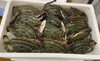 「ハラコ販売中でーす‼️鮮魚パックいろいろ販売中‼️〆鯖も販売致します🐳」