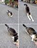 少し遠かったのでひと休み「(ΦωΦ) ねこのごあいさつ (=^・^=)　★英会話と体操のコラボ教室（堀切、お花茶屋、綾瀬、亀有、小菅）」