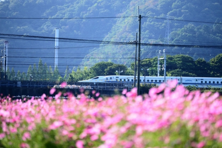 「滋賀県近江八幡市　～コスモス畑～」