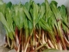 行者ニンニク「行者ニンニク♫」