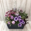 季節の寄せ植え「♬　寄せ植え　♬」