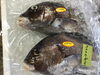 「魚魚市場鮮魚コーナーおすすめは 「月日貝」です♪」