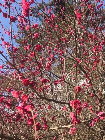 「今治市桜井も梅の見頃です」
