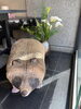 カラーのお花を頂きました♪「4月21日(月) 定休日」