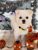 「🎃🐶10月も残りわずか！ハロウィンフォト背景をお楽しみください👻✨」