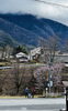 「木曽の桜情報」