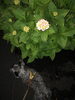 紫陽花と愛犬です。「紫陽花も、咲いて…」