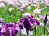 アナベルは撮影時期がちょっと早かったですね。