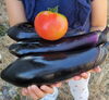 ものすごく立派なナス🍆とトマト🍅！！「素敵な夏野菜🍆🍅🥒たち」