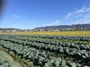 新鮮京野菜「冬野菜が収穫できてます」