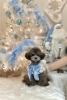 ハルくん「2025 Merry Xmas🎄」
