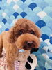 プードルちゃんのくーくん🚙「トリミングでご来店のわんちゃんたち🐶」