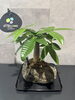 「珍しい“軽石コラボ”観葉植物が新入荷！涼しげなインテリアにおすすめ」